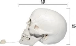 Joyin Skull Table Centerpiece Decoration - Halloween Decorations -Spooky Home Decor 61beyFm2dIL. AC SL1500